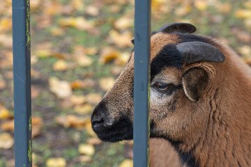 A side profile of a Barbados Blackbelly sheep behind metal bars reveals its curved horns and dark...