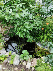 The artificial Dragon's Eye pond on a beautiful summer day. Landscape design.