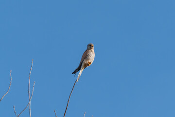 A common kestrel Falco tinnunculus perches on the tip of a tree branch. The close-up captures the birds sharp gaze and intricate feather details.