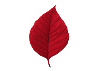 Poinsettia red leaf with transparent background, traditional christmas holiday plant for festive decoration