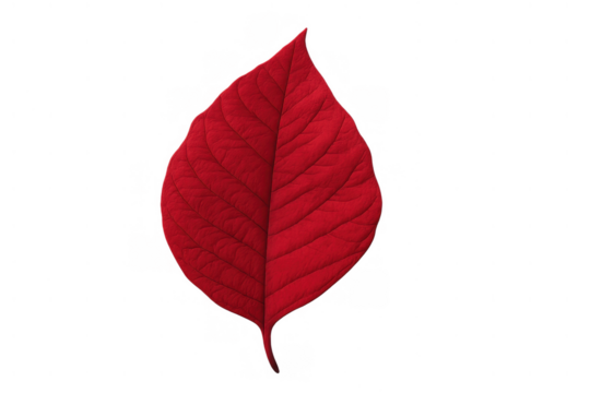 Poinsettia red leaf with transparent background, traditional christmas holiday plant for festive decoration