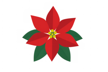 Poinsettia flower red christmas plant illustration for seasonal holiday decor and festive celebration with transparent background