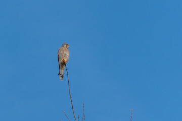 A common kestrel Falco tinnunculus rests on the tip of a slender branch under clear blue skies. The raptor appears alert and focused