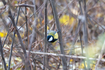 A great tit Parus major clings to a branch among dense twigs. Its bright yellow and black plumage contrasts with the muted forest background.