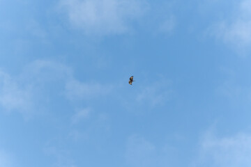 A soaring bird of prey glides effortlessly across the open sky. Its wings are spread wide as it rides the wind.
