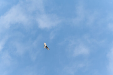 A bird of prey soars gracefully in the open blue sky, wings outstretched in sunlight. The scene conveys freedom and quiet strength.