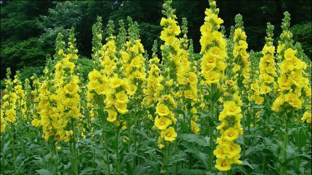 Field of vibrant yellow flowers with tall stalks and green foliage