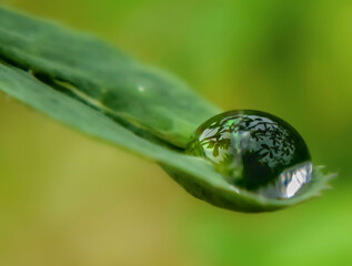 Large Reflective Dew Drop on Leaf Macro Close-up