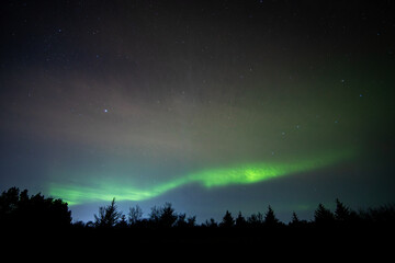 Simple Northern Lights aurora borealis above silhouetted trees