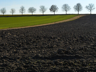 Contrast between plowed soil and green field with a line of bare trees under clear sky — a minimalist rural landscape in early spring or late autumn