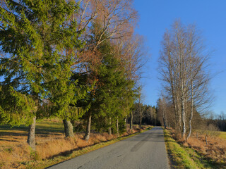 Quiet rural road lined with birch and spruce trees in warm afternoon light under a clear blue sky — peaceful countryside scene in early spring or late autumn