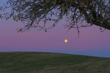 Full moon rising over a grassy hill beneath the branches of a tree at twilight — serene countryside evening in soft violet and pink tones