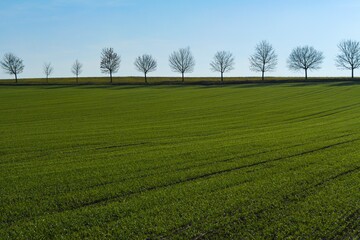 Minimalist rural landscape with a line of bare trees above a lush green field under a clear blue sky — calm and geometric countryside view