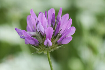 Capture of a blooming purple Arabian pea flower, Bituminaria bituminosa showcasing its intricate petal arrangement and vibrant colors