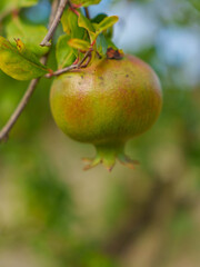Unripe Pomegranate Hanging on Tree Branch