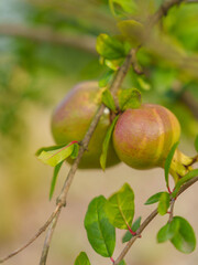 Unripe Pomegranate Hanging on Tree Branch