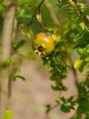 Unripe Pomegranate Hanging on Tree Branch