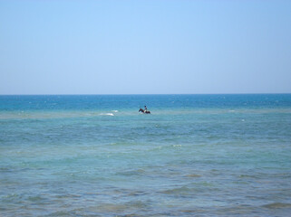 Fototapeta premium A horse in the sea