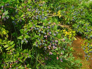 Myrtle, or Myrtus communis shrub with fruit, in Glyfada, Greece