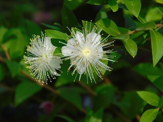 Myrtle, or Myrtus communis, white flowers, in Glyfada, Greece