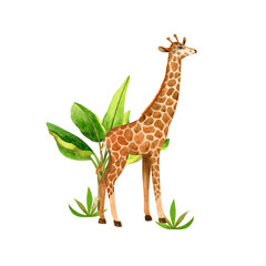 Composition cute giraffe and banana tree. Isolated hand drawn watercolor illustration of african animal. For design baby shower, cards, posters, kid's rooms.