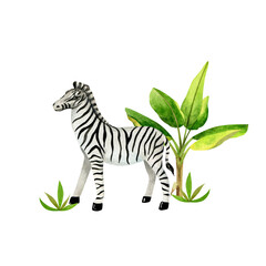 Composition cute zebra and banana tree. Isolated hand drawn watercolor illustration of african animal. For design baby shower, cards, posters, kid's rooms.