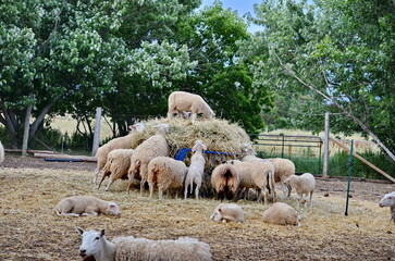 Naklejka premium Herd of sheep with full fleeces on a farm in Ontario, Canada
