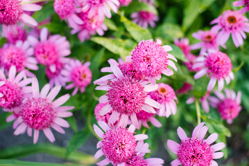 Pink Razmatazz coneflower in full bloom