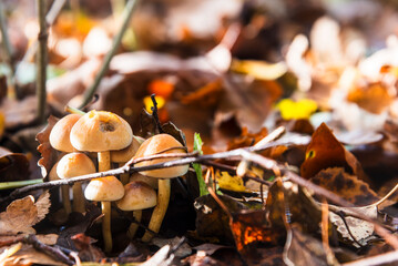 Mushrooms emerging on an autumn forest floor in Poland. The scene is filled with fallen leaves in shades of brown and yellow, creating a natural, earthy backdrop. 