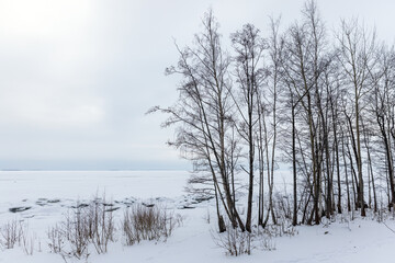 A tranquil winter scene features slender bare trees along a frozen lake