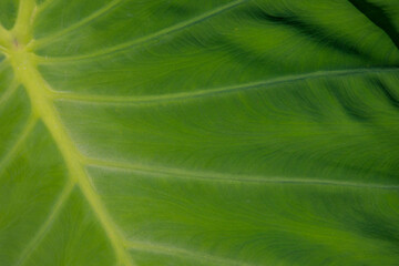 background green leaf surface close-up	