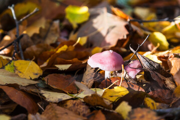 A purple mushroom stands amidst a forest floor covered in fallen autumn leaves of various shades of...