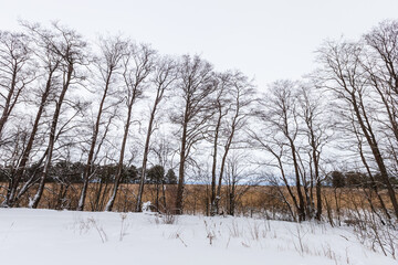 A tranquil winter scenery featuring a row of tall bare trees