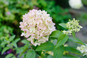 Hydrangea Metallica With Pale Pink Flower Cluster