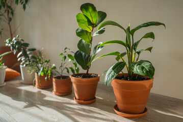 Row of various green houseplants in traditional terracotta pots and saucers, placed on a light wooden floor, with warm sunlight illuminating leaves and casting soft shadows