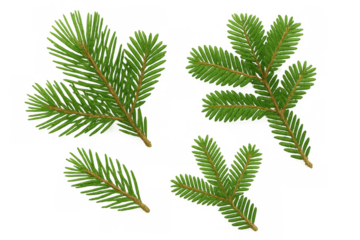 Green fir tree branches creating natural border and frame elements for christmas and winter design, transparent background