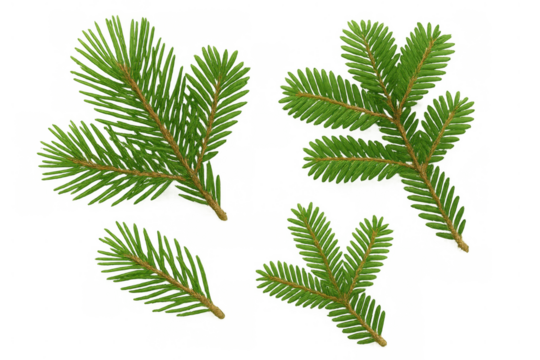 Green fir tree branches creating natural border and frame elements for christmas and winter design, transparent background - Powered by Adobe