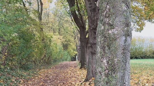 Die Bäume einer Ahornallee werfen ihre gelben Blätter ab