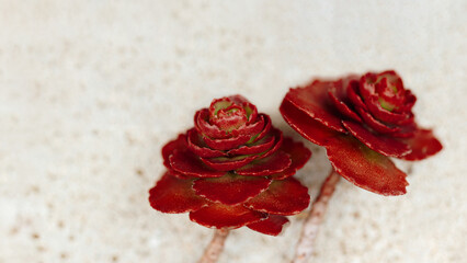 Macro close up of red succulent plant with delicate rosette-shaped leaves, fine details and soft natural light. Beauty of nature. Background for eco-friendly concepts, botanical banner, copy space