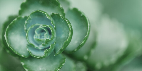 Green succulent evergreen plants close up as natural banner. Beautiful nature abstract cactus as minimal monochrome natural textured pattern, scenic view growth, botanical background ith copy space.