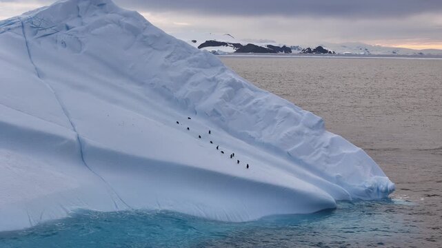 Chinstrap penguins walking in a line on a huge antarctic iceberg
