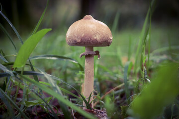 Champignon en forêt