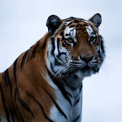 Naklejka premium Close-up Portrait of a Majestic Siberian Tiger animal