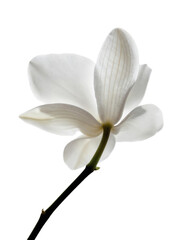 Obraz premium Minimalist floral composition, Close up of a delicate orchid blossom against a stark background