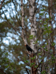 Male blackbird singing from a stump in a birch forest, Estonia