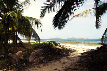A sunlit tropical beach framed by tall palms and lush greenery on La Digue Island, Seychelles.