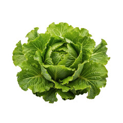 Vibrant Green Cabbage Head Isolated on a Plain Backdrop, Showcasing Freshness and Detail, isolated