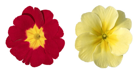 Fleurs de primevères de différentes couleurs	