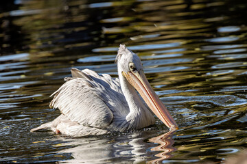 Dalmatian Pelican (Pelecanus crispus) in Eurasian wetland lake habitat