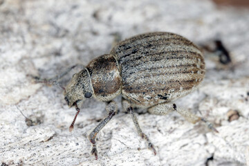 Philopedon plagiatum (sometimes Philopedon plagiatus), the marram weevil, is a species of broad-nosed weevil in the beetle family Curculionidae.